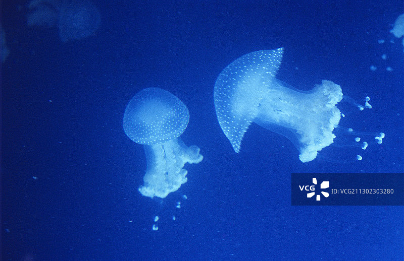 白色斑点水母图片素材