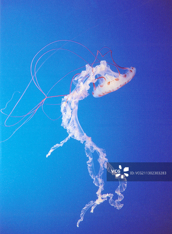 紫色条纹水母图片素材