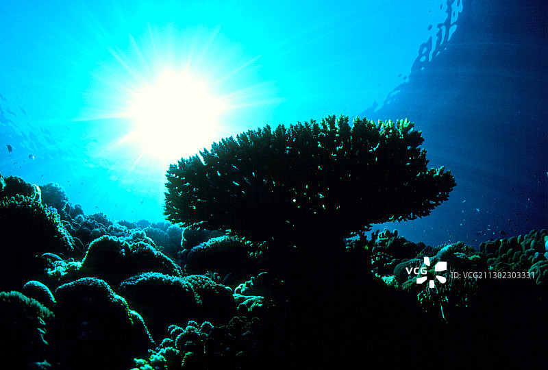 珊瑚盘图片素材