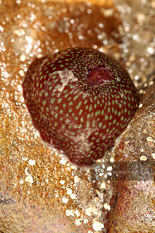 珠状海葵图片素材