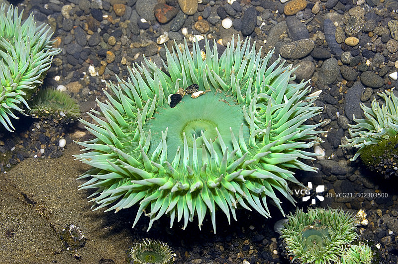 大花海葵图片素材