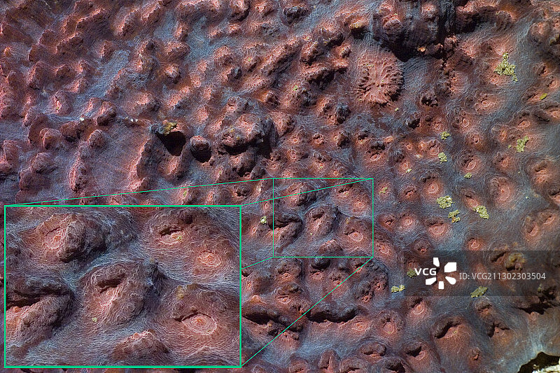 硬珊瑚（Montipora sp.）图片素材
