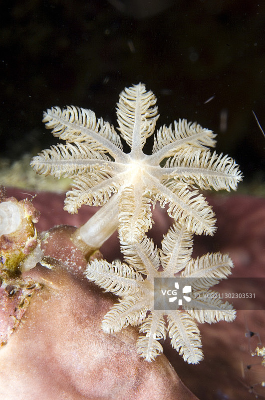 软珊瑚珊瑚虫图片素材