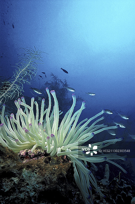 巨型加勒比海葵图片素材
