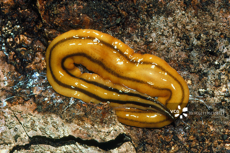 巨型陆地涡虫图片素材