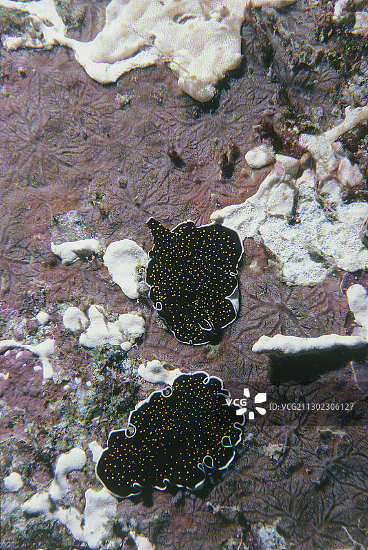 红海中的海洋涡虫扁形虫图片素材