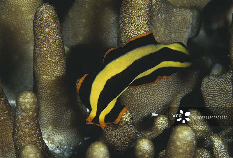 海洋涡虫图片素材