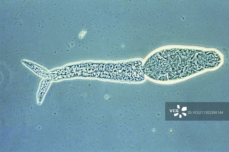 尾蚴幼虫显微镜照片图片素材