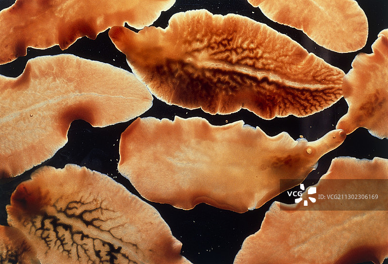 肝片吸虫的光学显微照片图片素材