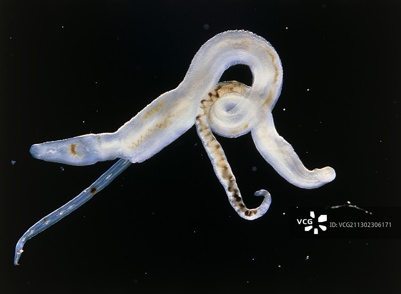 雄/雌牛血吸虫的光学显微照片图片素材