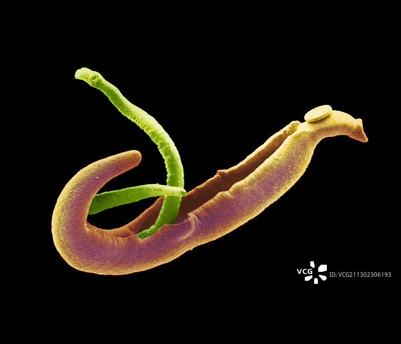 雄性和雌性血吸虫的彩色扫描电镜图像图片素材