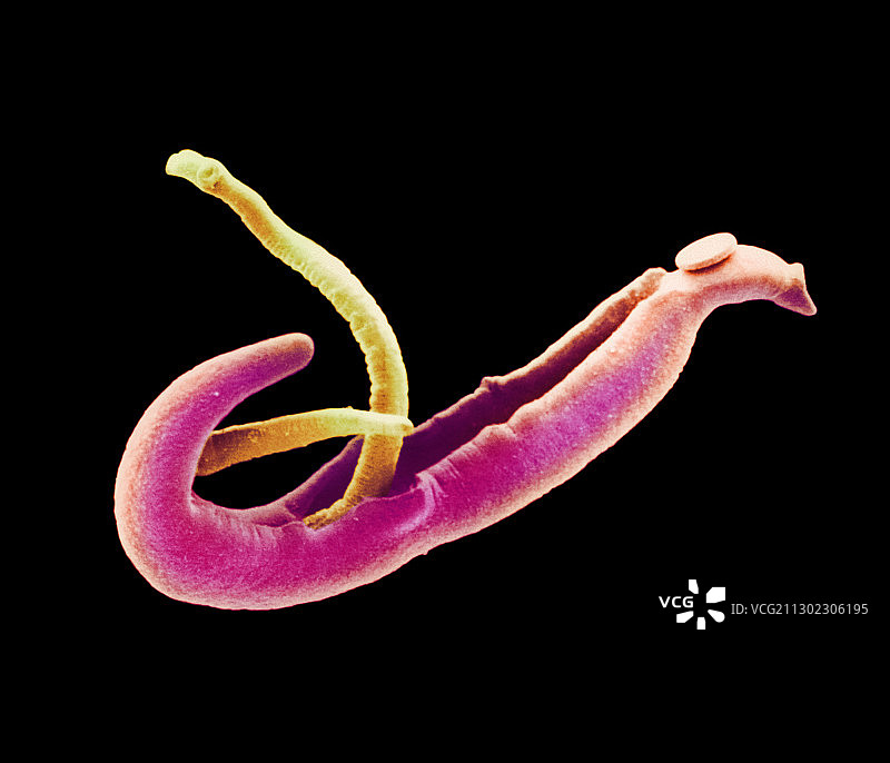 雄性和雌性血吸虫的彩色扫描电镜图像图片素材