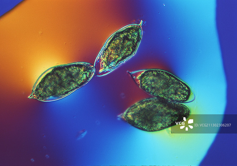 血吸虫卵图片素材