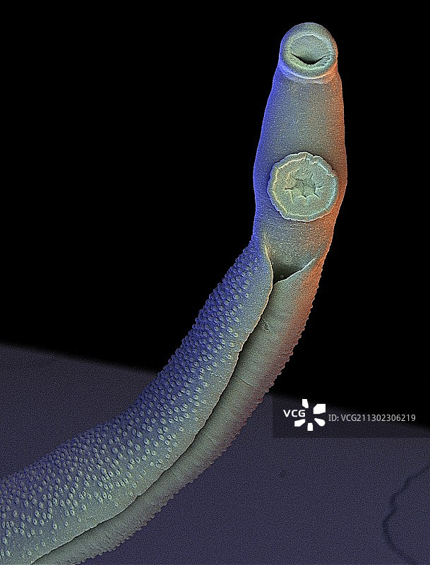 血吸虫吸虫，SEM图片素材