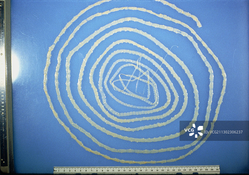 牛带绦虫的显微照片图片素材