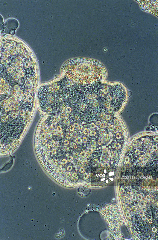 犬绦虫幼虫图片素材