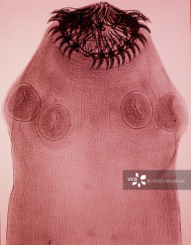 成人猪肉绦虫头节的假彩色LM图片素材