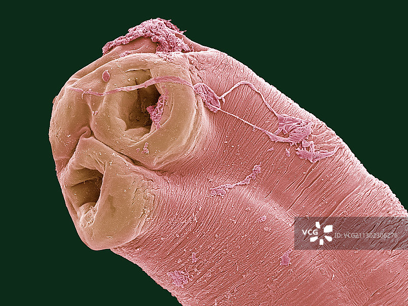 眼镜蛇绦虫扫描电镜图图片素材