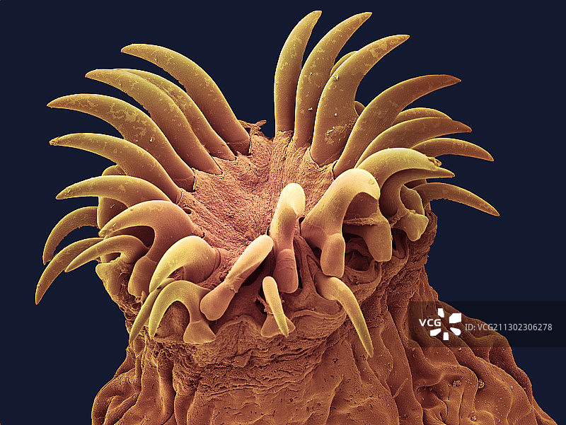 狗狗绦虫头部，扫描电子显微镜图图片素材