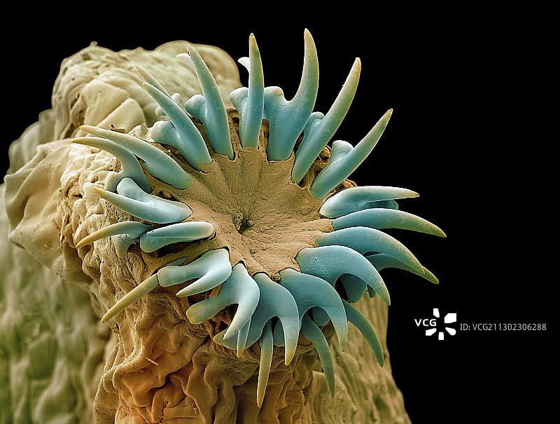 狗狗绦虫头部，扫描电子显微镜图图片素材