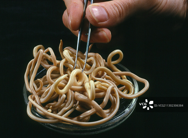 寄生线虫图片素材