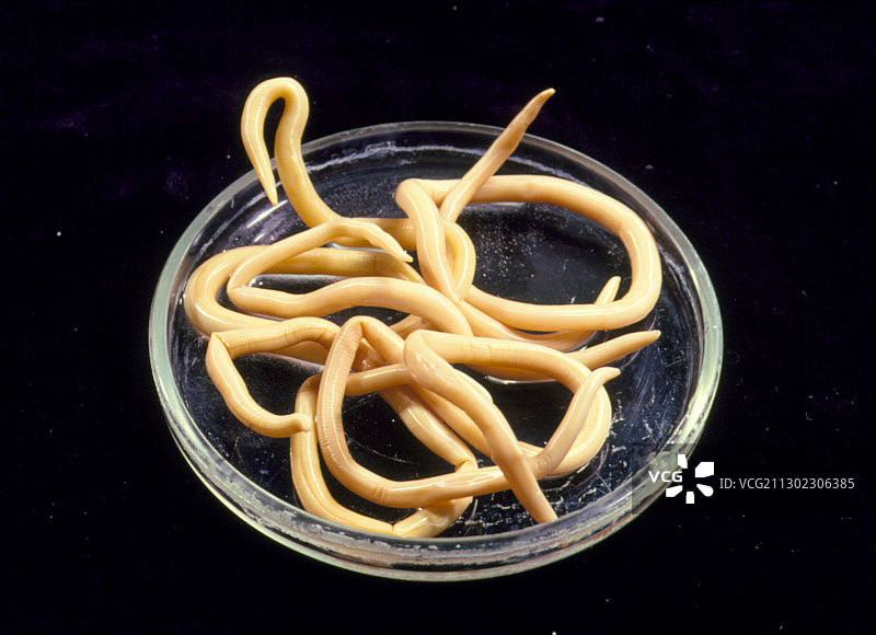 寄生线虫图片素材