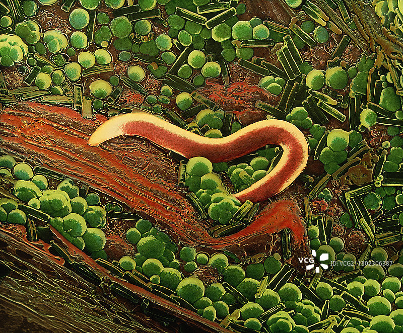 泥炭样本上的线虫伪彩色扫描电镜图图片素材