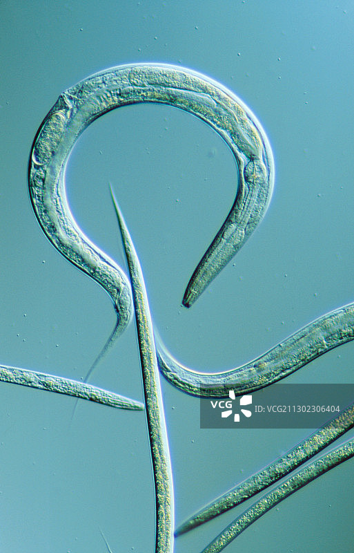 线虫秀丽隐杆线虫的光学显微镜图像图片素材