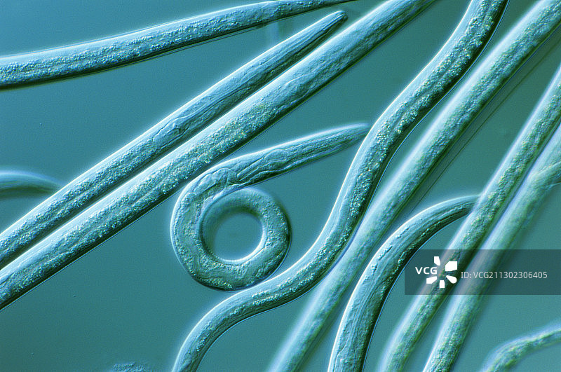 线虫秀丽隐杆线虫的光学显微镜图像图片素材