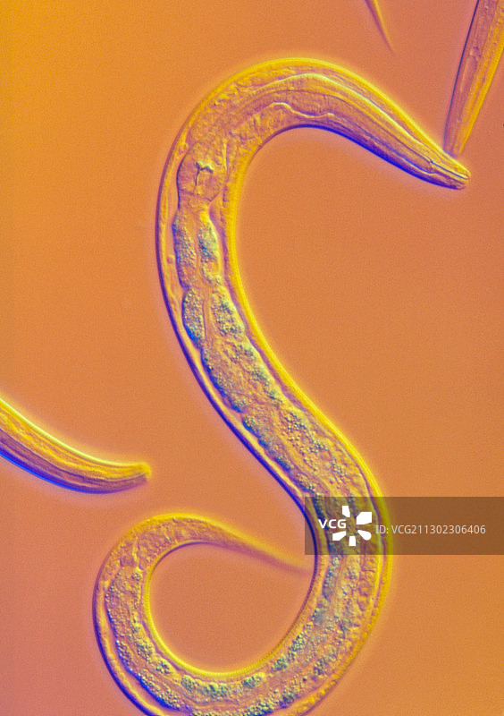秀丽隐杆线虫图片素材