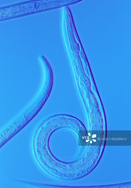 线虫秀丽隐杆线虫的光学显微镜图像图片素材