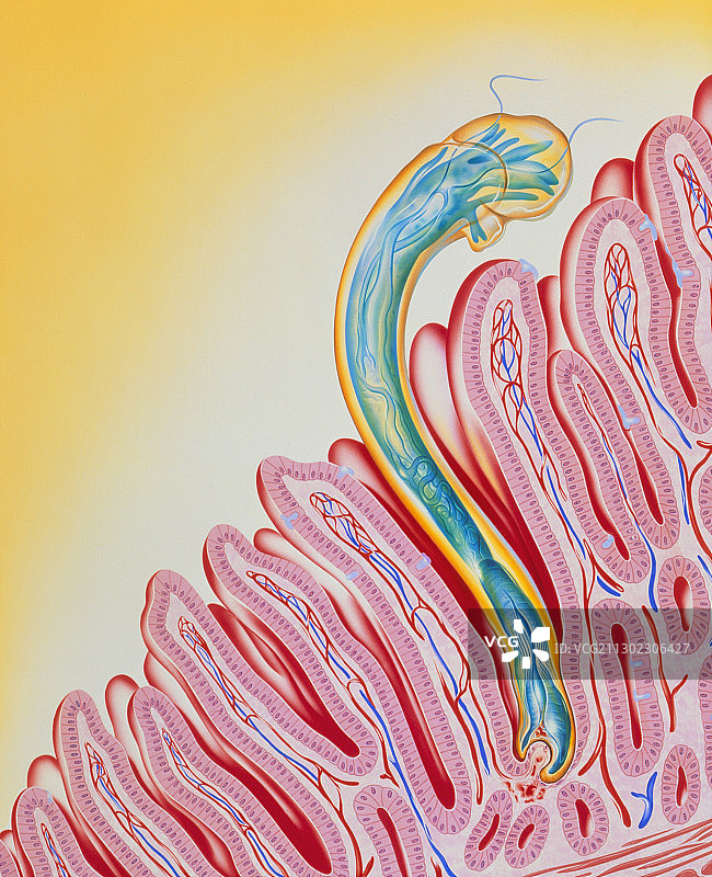 钩虫附着在肠壁上的艺术作品图片素材