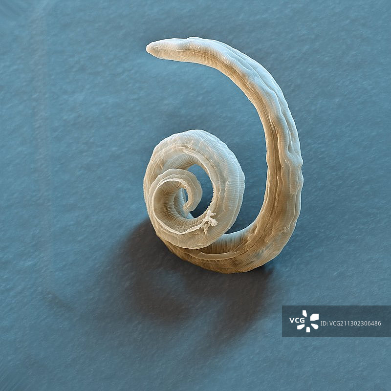 犬肺丝虫扫描电镜图图片素材