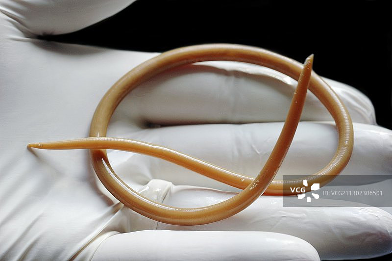 寄生蛔虫图片素材