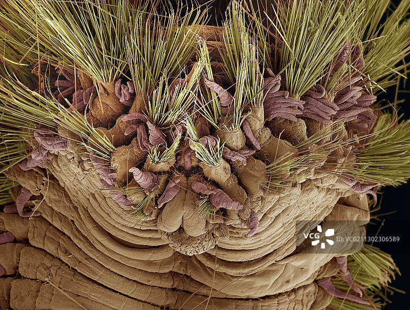 鬃毛虫头部扫描电镜图图片素材