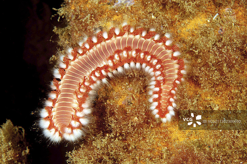 络腮胡火虫图片素材