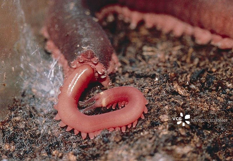 托夸图斯大 Peripatus (天鹅绒虫)图片素材