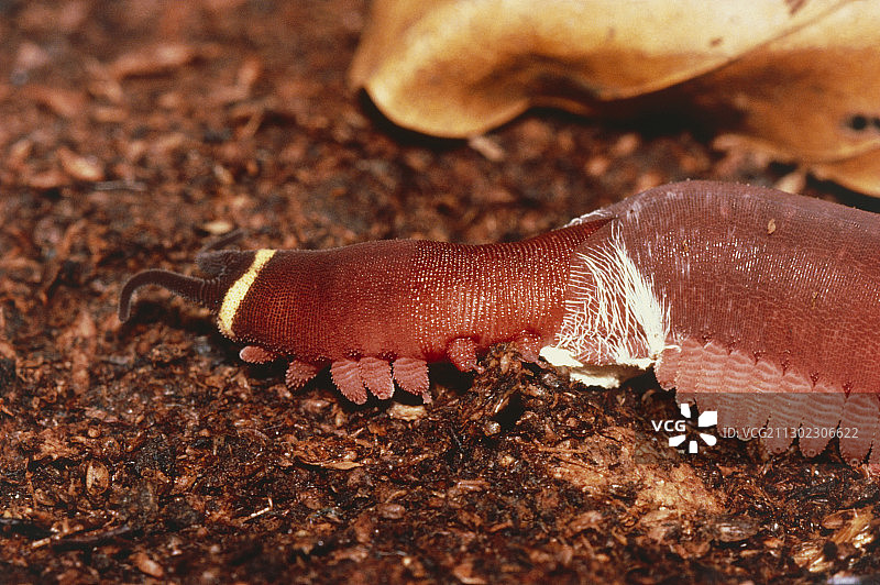 天鹅绒虫图片素材