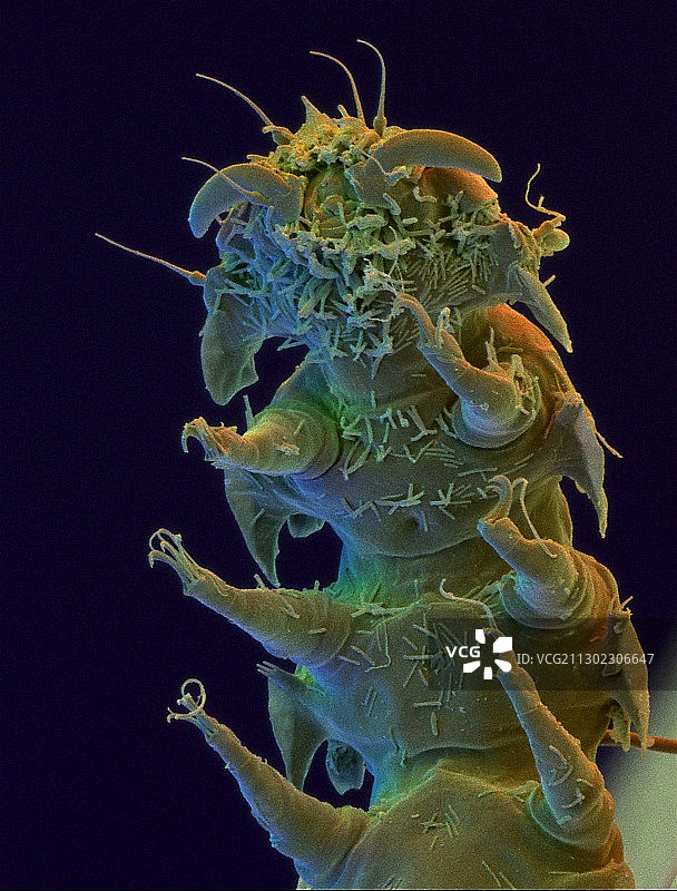 缓步动物头部的彩色扫描电镜图像图片素材