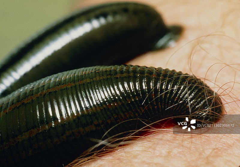 医用蚂蟥图片素材