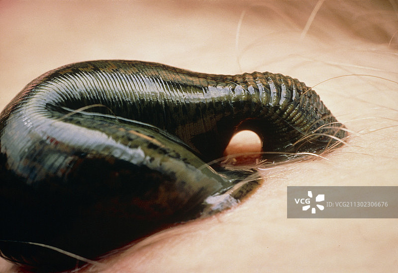 医用蚂蟥图片素材