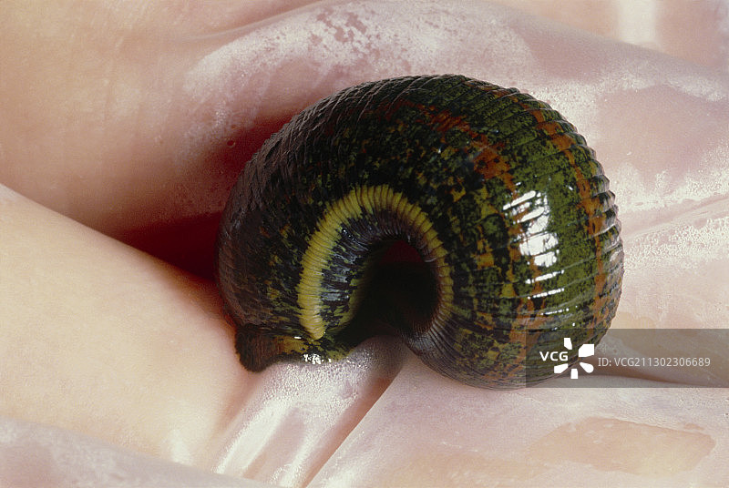 药用水蛭图片素材