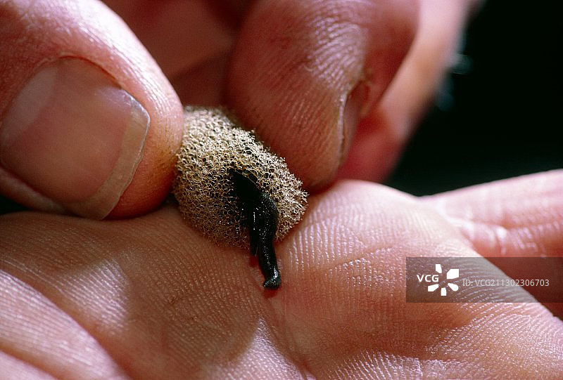 帮助水蛭从茧中释放的人图片素材