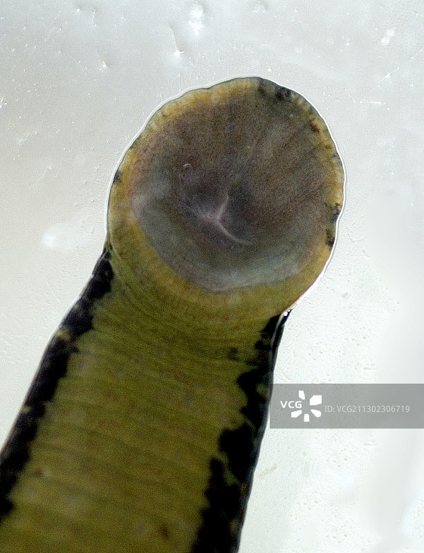 医用蚂蟥图片素材