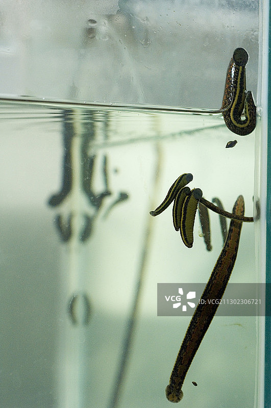 医用蚂蟥图片素材