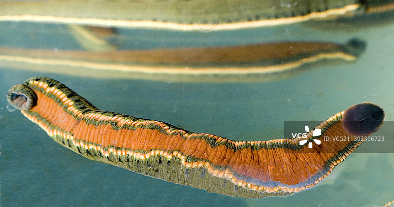 医用蚂蟥图片素材