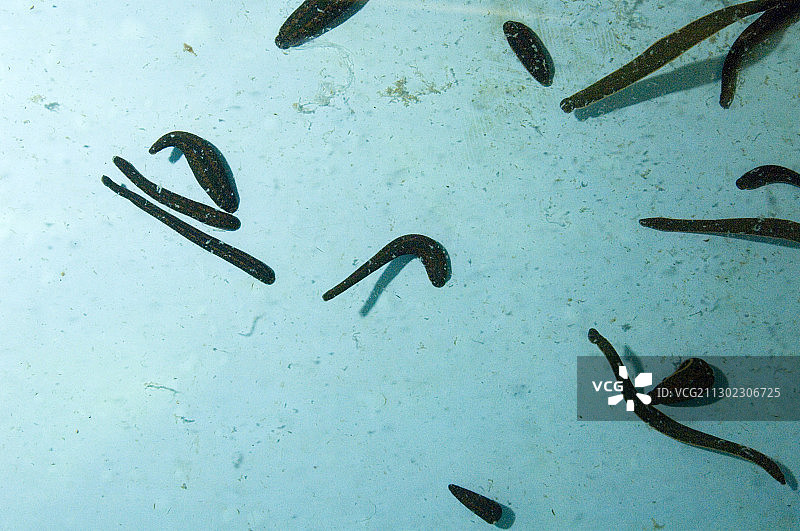 医用蚂蟥图片素材