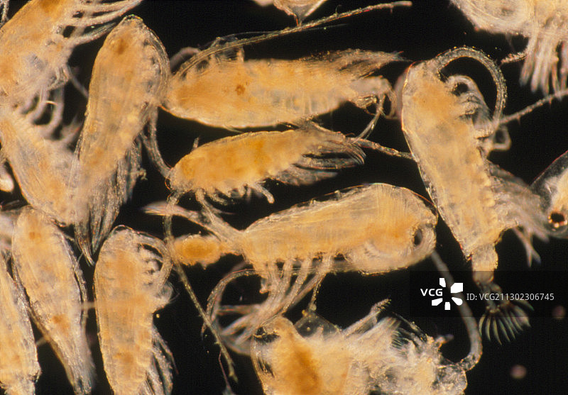 海洋磷虾显微镜图图片素材