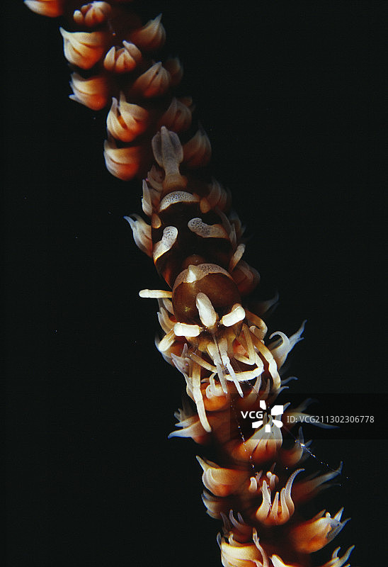 桑给巴尔虾图片素材