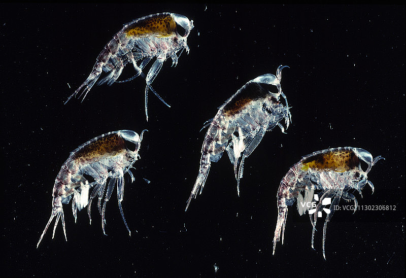 端足类甲壳动物图片素材